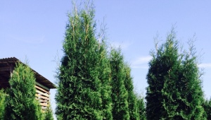 Kolumna Thuja: odmiany, wybór i zalecenia dotyczące uprawy