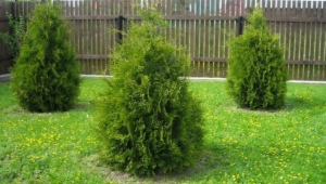 Thuja zachodnia Brabancja: opis, sadzenie i pielęgnacja