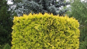 Thuja western Yellow Ribbon: opis i subtelności uprawy