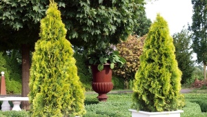 Thuja western Golden Smaragd: opis i uprawa