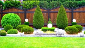 Thuja western Holmstrup: opis, zasady sadzenia i pielęgnacji