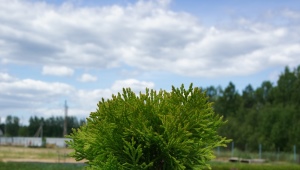 Thuja western Miriam: opis, sadzenie i pielęgnacja