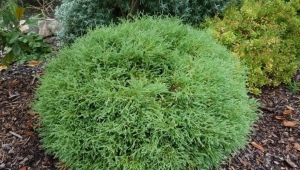 Zachodnia kula do kręgli Thuja