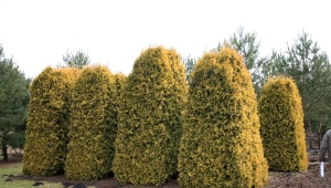 Thuja western Sankist: opis odmiany, cechy sadzenia i pielęgnacji