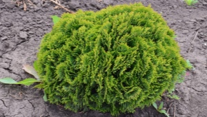 Thuja western Globoza: opis, sadzenie i pielęgnacja