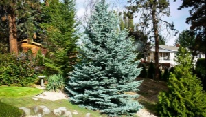 Spruce Fat Albert: opis, cechy sadzenia i pielęgnacji, rozmnażanie