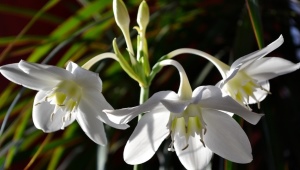 Eucharis: cechy i rodzaje, pielęgnacja i reprodukcja