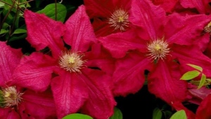 Clematis Ernest Markham: opis i uprawa odmiany