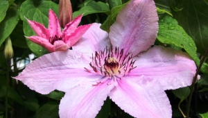 Clematis Hegley Hybrid: opis i uprawa
