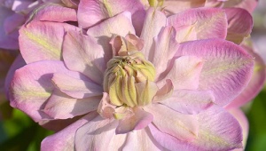 Clematis Innocent rumieniec: opis odmiany, zasady jej uprawy
