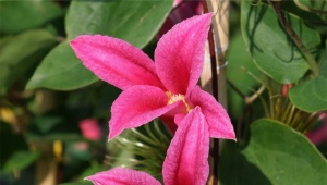 Clematis Princess Diana: opis odmiany, wskazówki dotyczące sadzenia i pielęgnacji