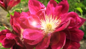 Clematis Red Star: opis i zasady uprawy