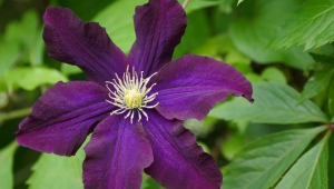 Clematis 3 grupy przycinające: najlepsze odmiany i tajemnice ich uprawy