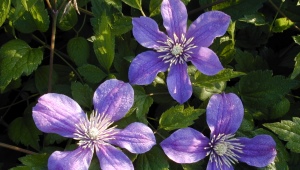 Clematis Arabella: opis, uprawa i rozmnażanie