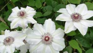 Clematis Miss Bateman: opis, sadzenie, pielęgnacja i rozmnażanie