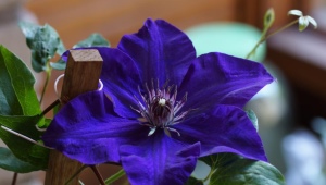 Clematis President: opis, przycinanie i uprawa grupy
