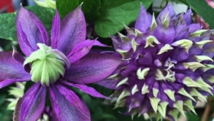 Clematis Taiga: opis, wskazówki dotyczące uprawy i hodowli