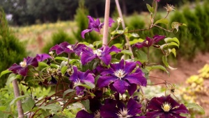 Clematis Varshavska nike: opis, sadzenie, pielęgnacja i rozmnażanie