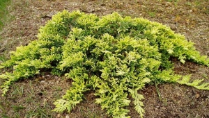 Juniper Golden Carpet: opis, tajemnice sadzenia i pielęgnacji