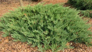 Jałowiec kozacki Tamaristsifolia: opis, sadzenie i pielęgnacja