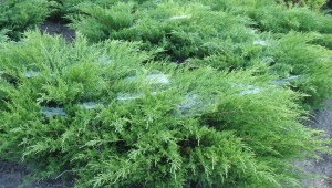 Julep Juniper Mint: opis, sadzenie i pielęgnacja