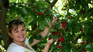 Narzędzia do zbierania wiśni i czereśni: cechy i wskazówki dotyczące użytkowania