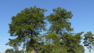 Pine Banks: description et recommandations pour la culture