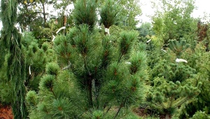 Pin Fastigiata: description, conseils de plantation et d'entretien