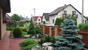 Rodzaje i odmiany świerków