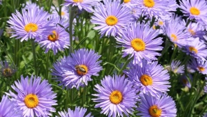 Aster alpejski: odmiany, sadzenie i pielęgnacja