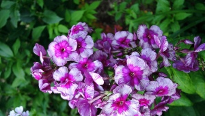 Phlox Dragon: opis, sadzenie, pielęgnacja i rozmnażanie