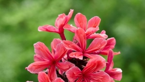Phlox Cleopatra: description, plantation, entretien et reproduction