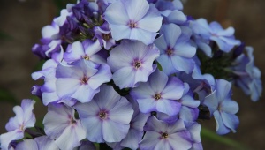 Phlox paniculata Nouveauté: description et secrets de culture