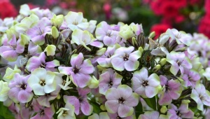 Mieszanka Phlox Sherbet: opis, sadzenie, pielęgnacja i rozmnażanie