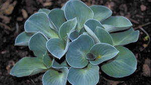 Hosta niebieska: odmiany i ich uprawa