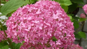 Drzewo hortensji Pink Anabel: opis, sadzenie i pielęgnacja
