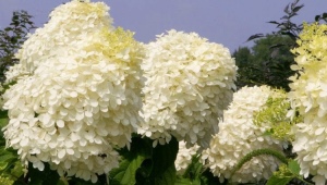 Hydrangea paniculata Phantom: opis, sadzenie i pielęgnacja