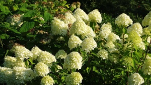 Hortensja paniculata Grandiflora: opis, sadzenie i pielęgnacja