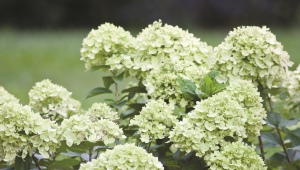 Hortensja paniculata Mała limonka: opis i uprawa