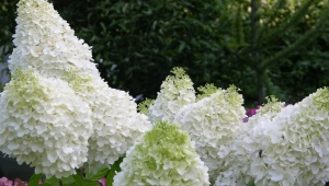 Hortensja paniculata Magic moonlight: opis i uprawa