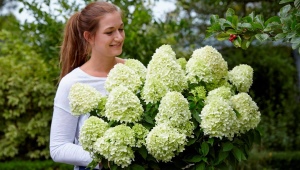 Hortensja paniculata: opis, odmiany, sadzenie, pielęgnacja i rozmnażanie