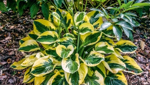 Hosta Brim Cap: opis, sadzenie, pielęgnacja i rozmnażanie