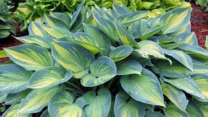 Hosta June: opis, zalecenia dotyczące uprawy i rozmnażania