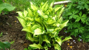 Fortuna Hosta Albopicta: opis, sadzenie i pielęgnacja