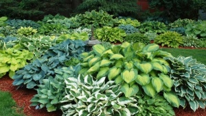Hybryda hosta: opis, odmiany, zalecenia dotyczące uprawy