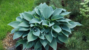 Hosta Halcyon: opis, lądowanie i opieka