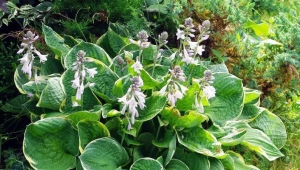 Hosta Christmas trzy: opis i uprawa