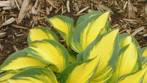 Marmolada Hosta Orange: opis, sadzenie, pielęgnacja i rozmnażanie