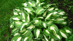 Hosta falista Mediaovariety: opis, sadzenie, pielęgnacja i rozmnażanie
