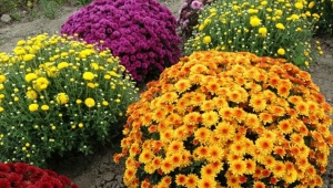 Chryzantema wielokwiatowa: cechy, odmiany i uprawa